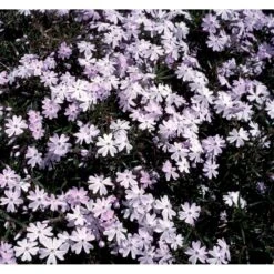 Lyngfloks 'Emerald Cushion Blue' Phlox Subulata 'Emerald Cushion Blue' 10 Cm. Potte -Osmo Salgsbutik mi1675 phlox subulata emerald cushion blue 9399