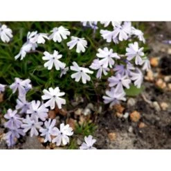 Lyngfloks 'Emerald Cushion Blue' Phlox Subulata 'Emerald Cushion Blue' 10 Cm. Potte -Osmo Salgsbutik mi1675 phlox subulata emerald cushion blue eeb1