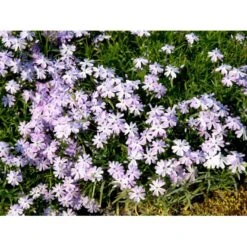 Lyngfloks 'Emerald Cushion Blue' Phlox Subulata 'Emerald Cushion Blue' 10 Cm. Potte -Osmo Salgsbutik mi1675 phlox subulata emerald cushion blue f329