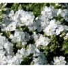 Lyngfloks 'Maischnee' Phlox Subulata 'Maischnee' 10 Cm. Potte -Osmo Salgsbutik mi1676 phlox subulata maischnee a513