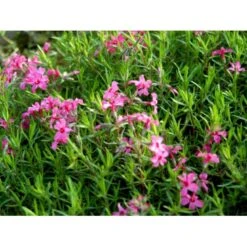 Lyngfloks Phlox Subulata 'Scarlet Flame' 10 Cm. Potte -Osmo Salgsbutik mi1677 phlox subulata scarlet flame 1a1e