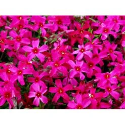 Lyngfloks Phlox Subulata 'Scarlet Flame' 10 Cm. Potte -Osmo Salgsbutik mi1677 phlox subulata scarlet flame 70e8