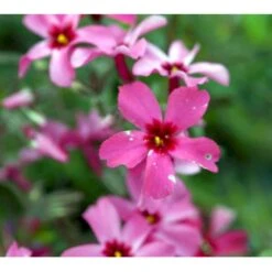 Lyngfloks Phlox Subulata 'Scarlet Flame' 10 Cm. Potte -Osmo Salgsbutik mi1677 phlox subulata scarlet flame 7c97