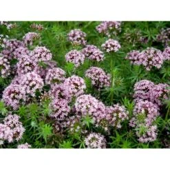 Rosenskovmærke Phuopsis Stylosa 10 Cm. Potte -Osmo Salgsbutik mi1678 phuopsis stylosa 00b3