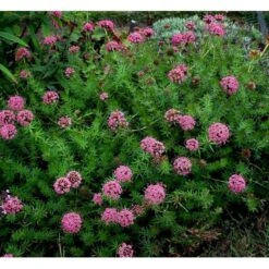 Rosenskovmærke Phuopsis Stylosa 10 Cm. Potte -Osmo Salgsbutik mi1678 phuopsis stylosa 1835