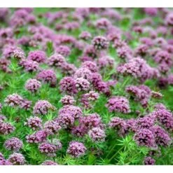 Rosenskovmærke Phuopsis Stylosa 10 Cm. Potte