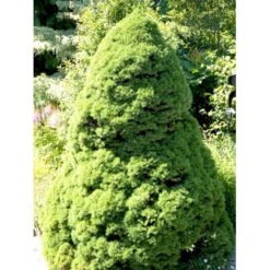 Hvidgran Picea Glauca Potte 3,0 Liter,- 40-60 Cm. -Osmo Salgsbutik mi1703 picea abies glauca ea8a