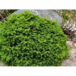 Dværg Rødgran 'Little Gem' Picea Abies 'Little Gem' Potte 2,0 Liter,- 15-20 Cm. -Osmo Salgsbutik mi1716 picea abies little gem a1a2