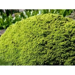 Dværg Rødgran 'Little Gem' Picea Abies 'Little Gem' Potte 2,0 Liter,- 15-20 Cm. -Osmo Salgsbutik mi1716 picea abies little gem ee0f