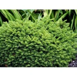 Dværg Rødgran 'Little Gem' Picea Abies 'Little Gem' Potte 2,0 Liter,- 15-20 Cm. -Osmo Salgsbutik mi1716 picea abies little gem f52a
