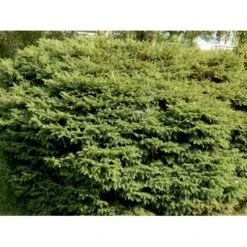 Fugleredegran 'Nidiformis' Picea Abies 'Nidiformis' (dværgform) Potte 3,0 Liter,- 30-40 Cm. -Osmo Salgsbutik mi1717 picea abies nidiformis 775f