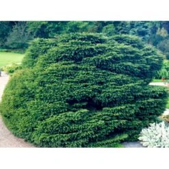 Fugleredegran 'Nidiformis' Picea Abies 'Nidiformis' (dværgform) Potte 3,0 Liter,- 30-40 Cm. -Osmo Salgsbutik mi1717 picea abies nidiformis c953