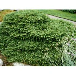 Fugleredegran 'Nidiformis' Picea Abies 'Nidiformis' (dværgform) Potte 3,0 Liter,- 30-40 Cm. -Osmo Salgsbutik mi1717 picea abies nidiformis ed10