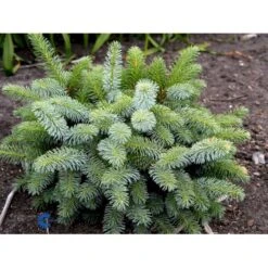 Dværg Hvidgran 'Blue Planet' Picea Glauca 'Blue Planet' Potte 2,0 Liter,- 10-20 Cm. -Osmo Salgsbutik mi1733 picea glauca blue planet d380