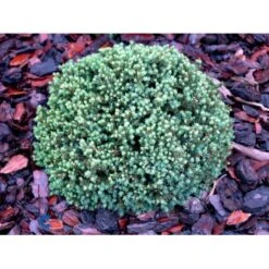 Dværg Hvidgran 'Blue Planet' Picea Glauca 'Blue Planet' Potte 2,0 Liter,- 10-20 Cm. -Osmo Salgsbutik mi1733 picea glauca blue planet d6a4