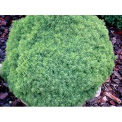 Hvidgran 'Alberta Globe' Picea Glauca 'Alberta Globe' (dværgform) Potte 3,0 Liter,- 20-25 Cm. -Osmo Salgsbutik mi1741 picea glauca alberta globe 20c8