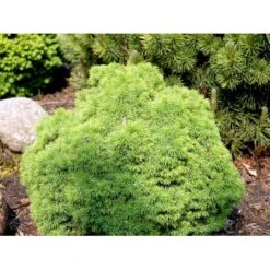 Hvidgran 'Alberta Globe' Picea Glauca 'Alberta Globe' (dværgform) Potte 3,0 Liter,- 20-25 Cm. -Osmo Salgsbutik mi1741 picea glauca alberta globe 3a2c