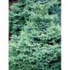 Omorikagran 'Nana' Picea Omorika 'Nana' (dværgform) Potte 20 Liter,- 40-50 Cm. -Osmo Salgsbutik mi1753 picea omorika nana 7fa6
