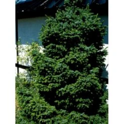 Omorikagran 'Nana' Picea Omorika 'Nana' (dværgform) Potte 20 Liter,- 40-50 Cm. -Osmo Salgsbutik mi1753 picea omorika nana da9e
