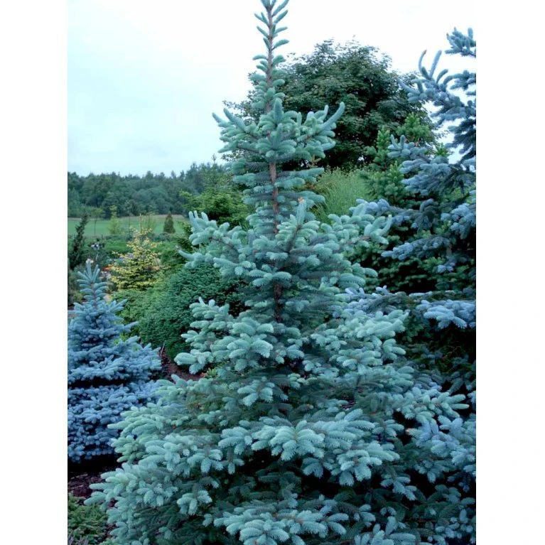 Blågran 'Fat Albert' Picea Pungens 'Fat Albert' Potte 12 Liter,- 60-80 Cm. 6 Blågran 'Fat Albert' Picea Pungens 'Fat Albert' Potte 12 Liter,- 60-80 Cm. - Billede 4