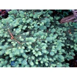Blågran (Podet) 'Waldbrunn' Picea Pungens 'Waldbrunn'(dværgform) Potte 3,0 Liter,- 15-20 Cm. -Osmo Salgsbutik mi1776 picea pungens waldbrunn 96c1
