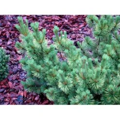 Bjergfyr 'Ophir' Pinus Mugo 'Ophir' (dværgform) Potte 5,0 Liter,- 30-40 Cm.
