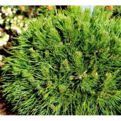 Bjergfyr 'Varella' Pinus Mugo 'Varella'(dværgform) Potte 2,0 Liter,- 25-30 Cm. -Osmo Salgsbutik mi1808 pinus mugo varella d4ba