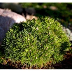 Bjergfyr 'Benjamin' Pinus Mugo 'Benjamin'(dværgform) Potte 2,0 Liter,- 20-25 Cm.