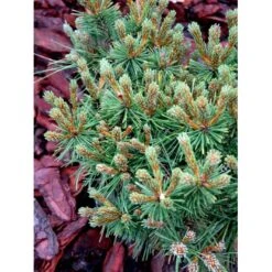 Bjergfyr 'Benjamin' Pinus Mugo 'Benjamin'(dværgform) Potte 2,0 Liter,- 20-25 Cm. -Osmo Salgsbutik mi1817 pinus mugo benjamin e303