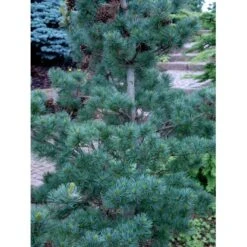 Penselfyr 'Glauca' Pinus Parviflora 'Glauca' Potte 3,0 Liter,- 40-60 Cm. -Osmo Salgsbutik mi1821 pinus parviflora glauca 028d