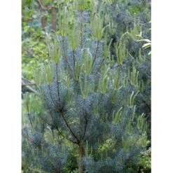 Skovfyr Pinus Sylvestris Med Klump,- 150-175 Cm. 12 Skovfyr Pinus Sylvestris Med Klump,- 150-175 Cm. -Osmo Salgsbutik mi1835 pinus sylvestris 8cc2