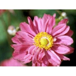 Høstanemone 'Pamina' Anemone Japonica 'Pamina' 1 Liter Potte -Osmo Salgsbutik mi183 anemone x hybrida pamina 8cda