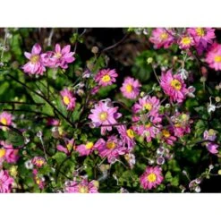 Høstanemone 'Pamina' Anemone Japonica 'Pamina' 1 Liter Potte -Osmo Salgsbutik mi183 anemone x hybrida pamina 9442