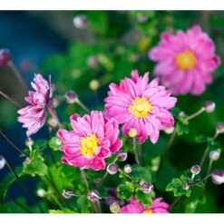 Høstanemone 'Pamina' Anemone Japonica 'Pamina' 1 Liter Potte -Osmo Salgsbutik mi183 anemone x hybrida pamina a8a9