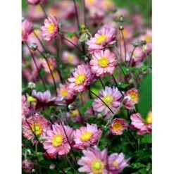 Høstanemone 'Pamina' Anemone Japonica 'Pamina' 1 Liter Potte -Osmo Salgsbutik mi183 anemone x hybrida pamina bffb