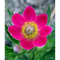 Anemone 'Rubra' Anemone Multifida 'Rubra' 1 Liter Potte 7 Anemone 'Rubra' Anemone Multifida 'Rubra' 1 Liter Potte -Osmo Salgsbutik mi184 anemone multifida rubra 2aa2