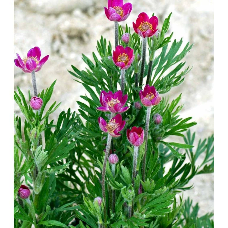 Anemone 'Rubra' Anemone Multifida 'Rubra' 1 Liter Potte 3 Anemone 'Rubra' Anemone Multifida 'Rubra' 1 Liter Potte