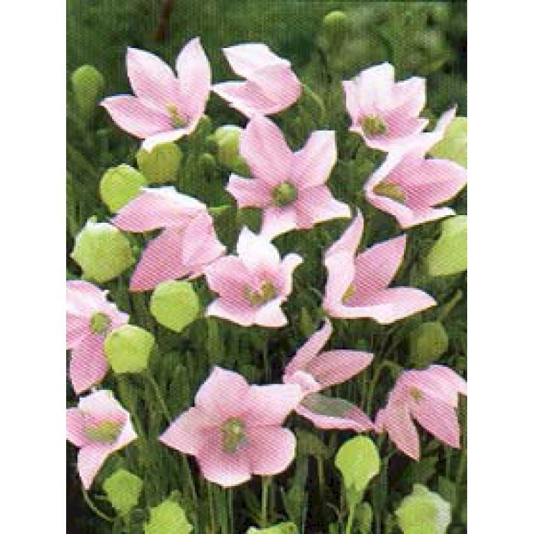 Ballonklokke 'Fuji Pink' Platycodon Grandiflorus 'Fuji Pink' 10 Cm. Potte 5 Ballonklokke 'Fuji Pink' Platycodon Grandiflorus 'Fuji Pink' 10 Cm. Potte - Billede 3