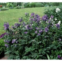 Jakobsstige Polemonium Caeruleum 1 Liter Potte -Osmo Salgsbutik mi1855 polemonium caeruleum 05e8
