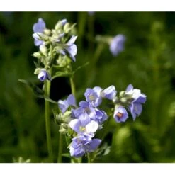 Jakobsstige Polemonium Caeruleum 1 Liter Potte -Osmo Salgsbutik mi1855 polemonium caeruleum 0731