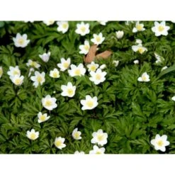 Skovanemone Anemone Nemorosa 10 Cm. Potte -Osmo Salgsbutik mi185 anemone nemorosa deac