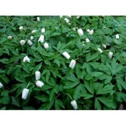 Skovanemone Anemone Nemorosa 10 Cm. Potte -Osmo Salgsbutik mi185 anemone nemorosa f4c2