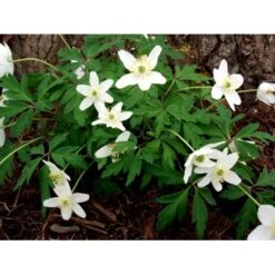 Skovanemone Anemone Nemorosa 10 Cm. Potte -Osmo Salgsbutik mi185 anemone nemorosa fd6f
