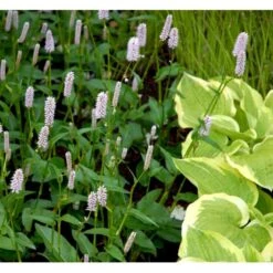 Slangeurt 'Superba' Persicaria Bistorta 'Superba' 1 Liter Potte -Osmo Salgsbutik mi1869 persicaria bistorta superba 1e55