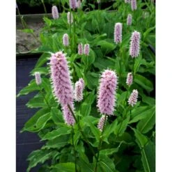 Slangeurt 'Superba' Persicaria Bistorta 'Superba' 1 Liter Potte -Osmo Salgsbutik mi1869 persicaria bistorta superba 6d93