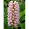 Slangeurt 'Superba' Persicaria Bistorta 'Superba' 1 Liter Potte -Osmo Salgsbutik mi1869 persicaria bistorta superba 721a