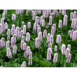 Slangeurt 'Superba' Persicaria Bistorta 'Superba' 1 Liter Potte -Osmo Salgsbutik mi1869 persicaria bistorta superba 9902