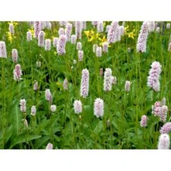 Slangeurt 'Superba' Persicaria Bistorta 'Superba' 1 Liter Potte -Osmo Salgsbutik mi1869 persicaria bistorta superba d2da