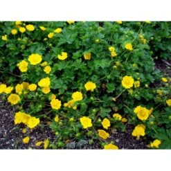 Vårpotentil Potentilla Neumanniana 1 Liter Potte -Osmo Salgsbutik mi1911 potentilla neumanniana 1b67