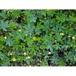 Vårpotentil Potentilla Neumanniana 1 Liter Potte -Osmo Salgsbutik mi1911 potentilla neumanniana cf06